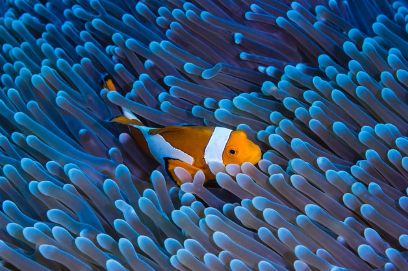 열수구 극한 환경에서 피어나는 화학합성 생명의 경이로움