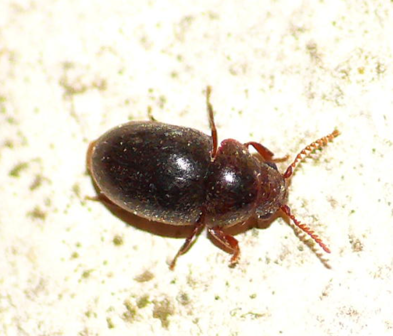 집에서 나오는 집벌레 