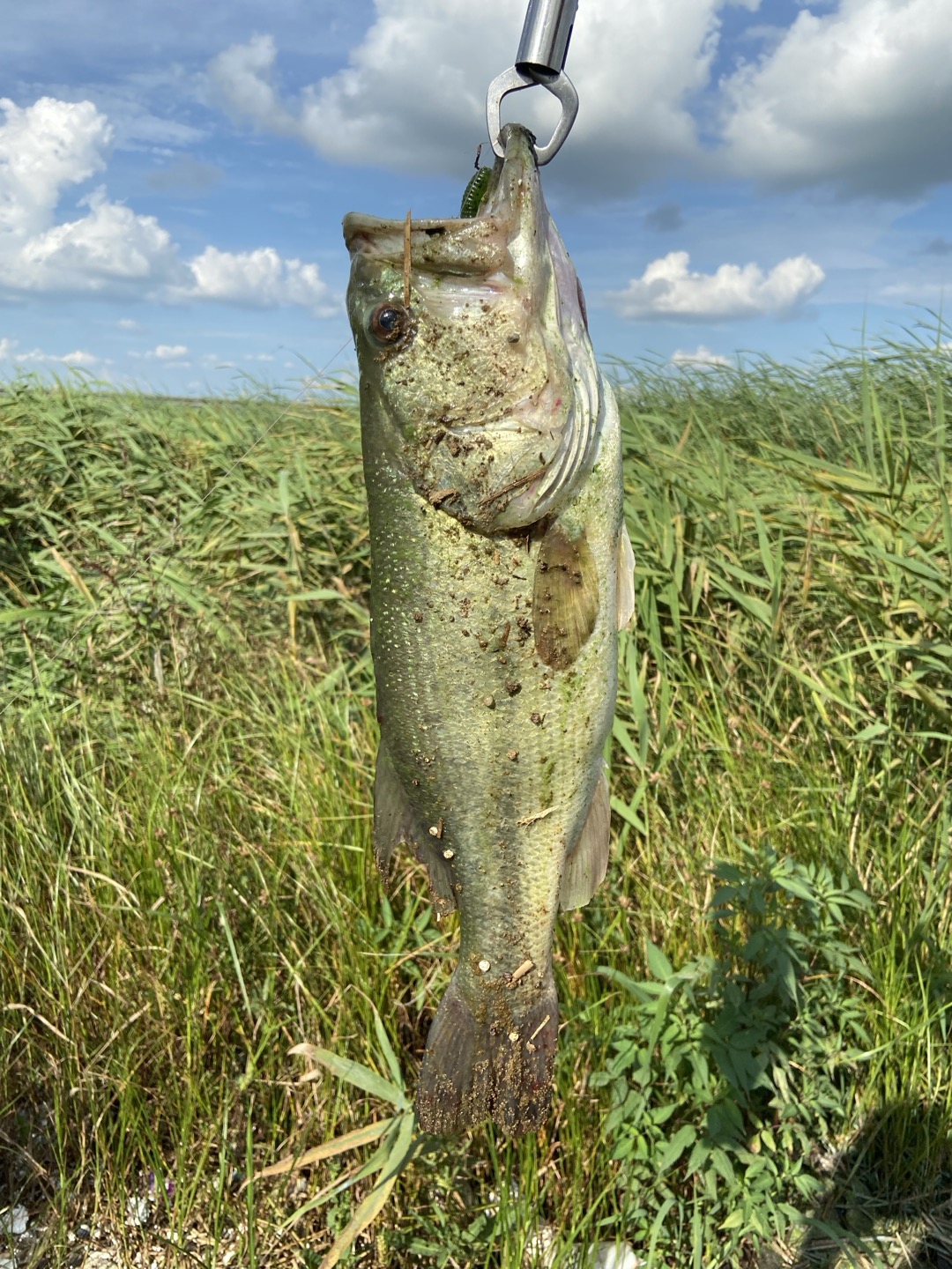 프리리그로 낚은 배스 사진