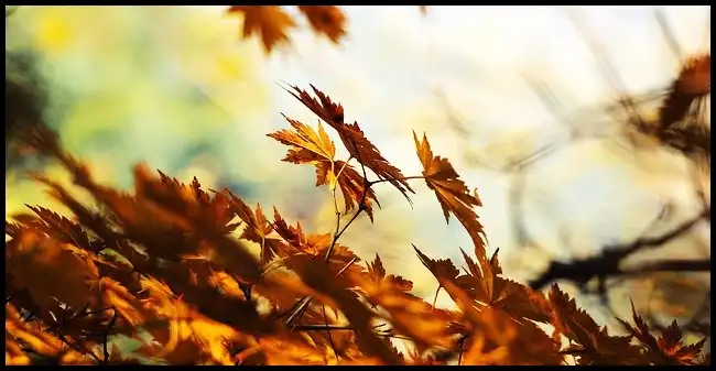 2024 내장산 단풍축제 기간 (국립공원)