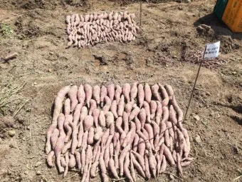 고구마 재배 달력 모종심기 관수 잡초 수확 큐어링_21