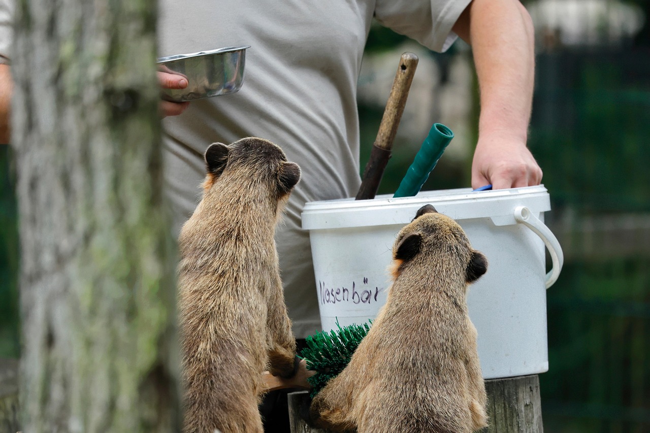 사람이 주는 먹이를 기다리고 있는 두 마리 코아티