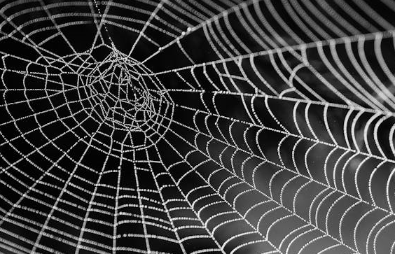 유럽과 아시아의 거미에 대한 민속 신앙 비교