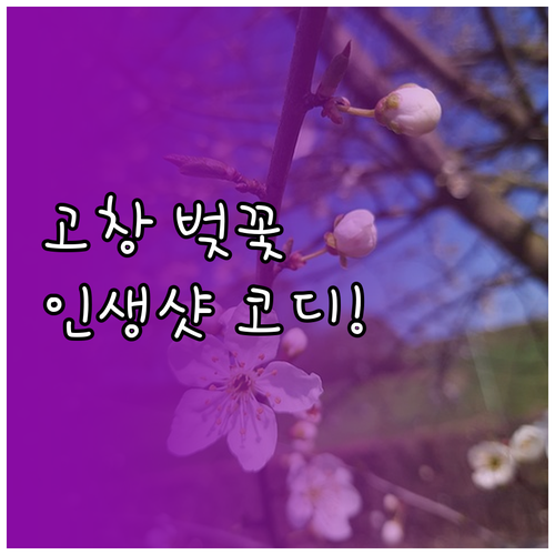 2026년 봄 고창 벚꽃 나들이 복장..