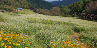 제주 보롬왓 메밀꽃 축제