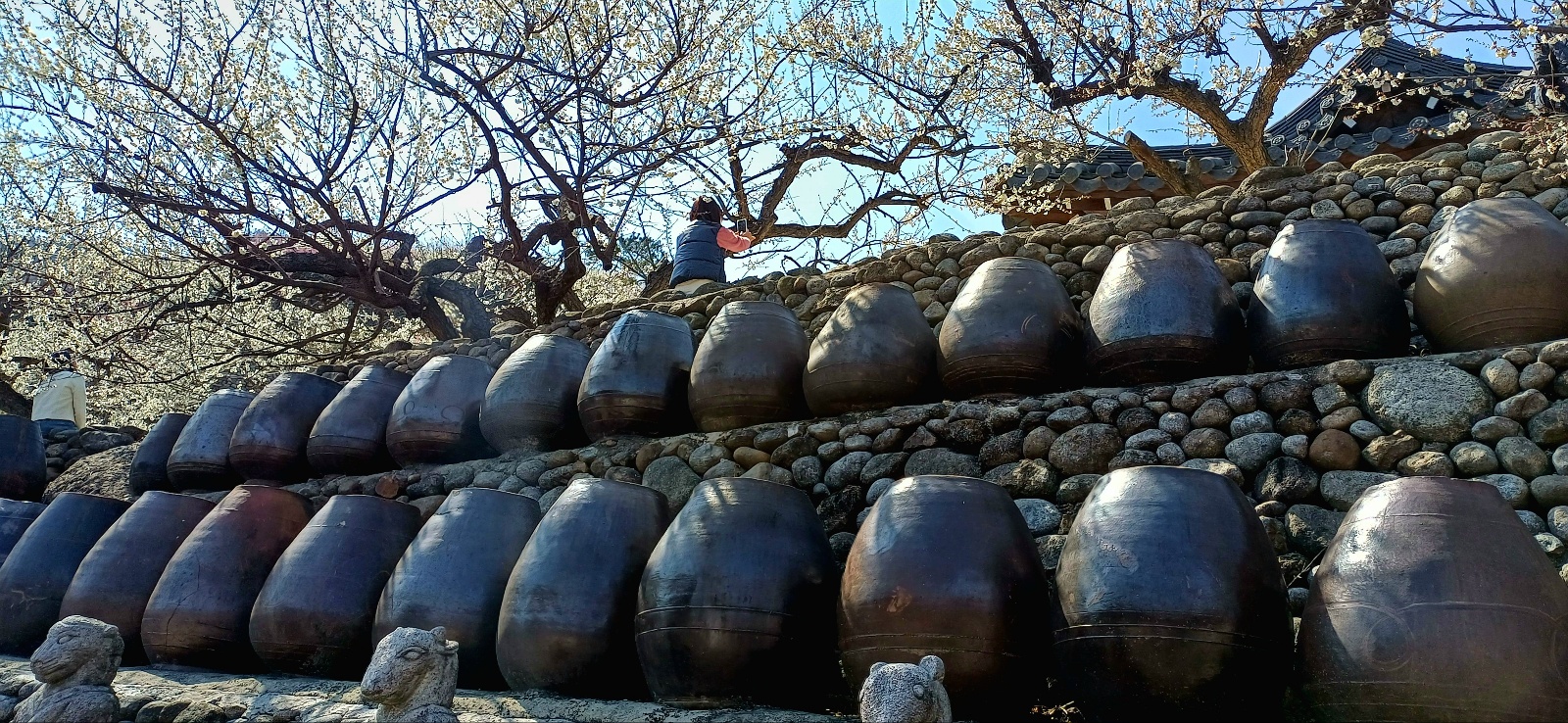 붉은 홍매화와 하얀 매화가 어우러져 화려한 색감을 뽐내는 구례의 봄 풍경