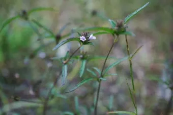 약용식물 가는잎산들깨 석향유 여름철 한방재 건강 효과_7