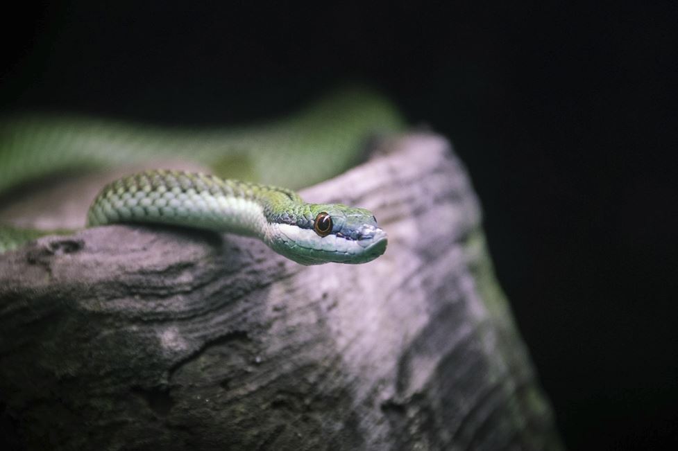 2026년 띠별 운세 완전정리(12띠 사주풀이·재물·연애·직장·건강 )