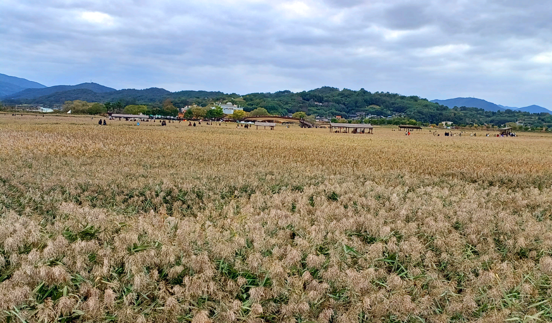 순천만습지 갈대