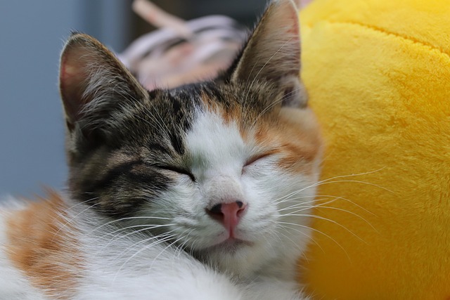 고양이 중성화 후 행동 변화 분석 : 우울증 오해와 멘탈 케어