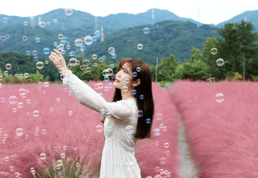 허브아일랜드 핑크뮬리축제