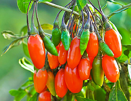 6시내고향 청양 구기자 판매처 및 주문