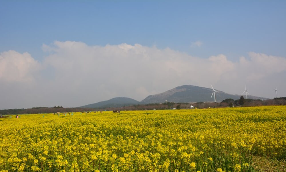유채 꽃 밭