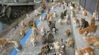 일본 고양이 섬 소개, 후쿠오카 고양이섬, 아오시마 고양이섬_29