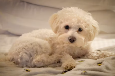 삼성화재 다이렉트 펫보험 펫 실비보험