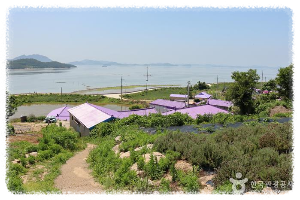 박지도섬