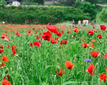 원주 용수골 꽃양귀비 축제_21