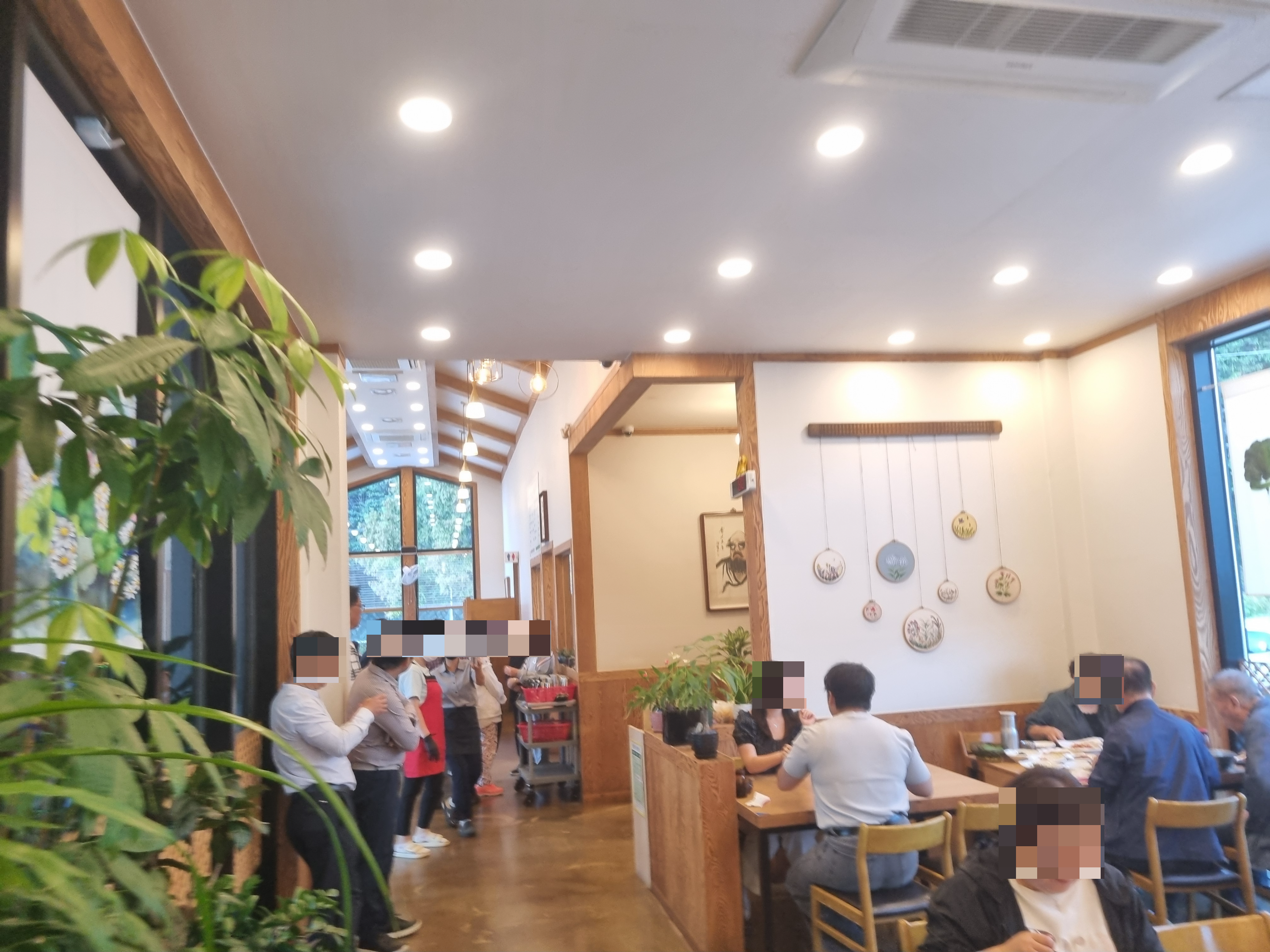 벽오동