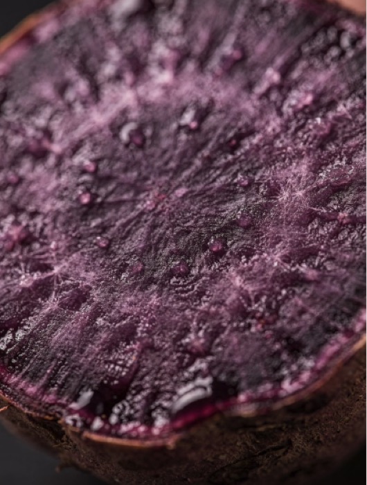 자색 고구마 장 건강개선