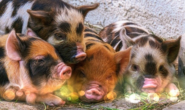 얼룩무뇌-돼지-새끼들