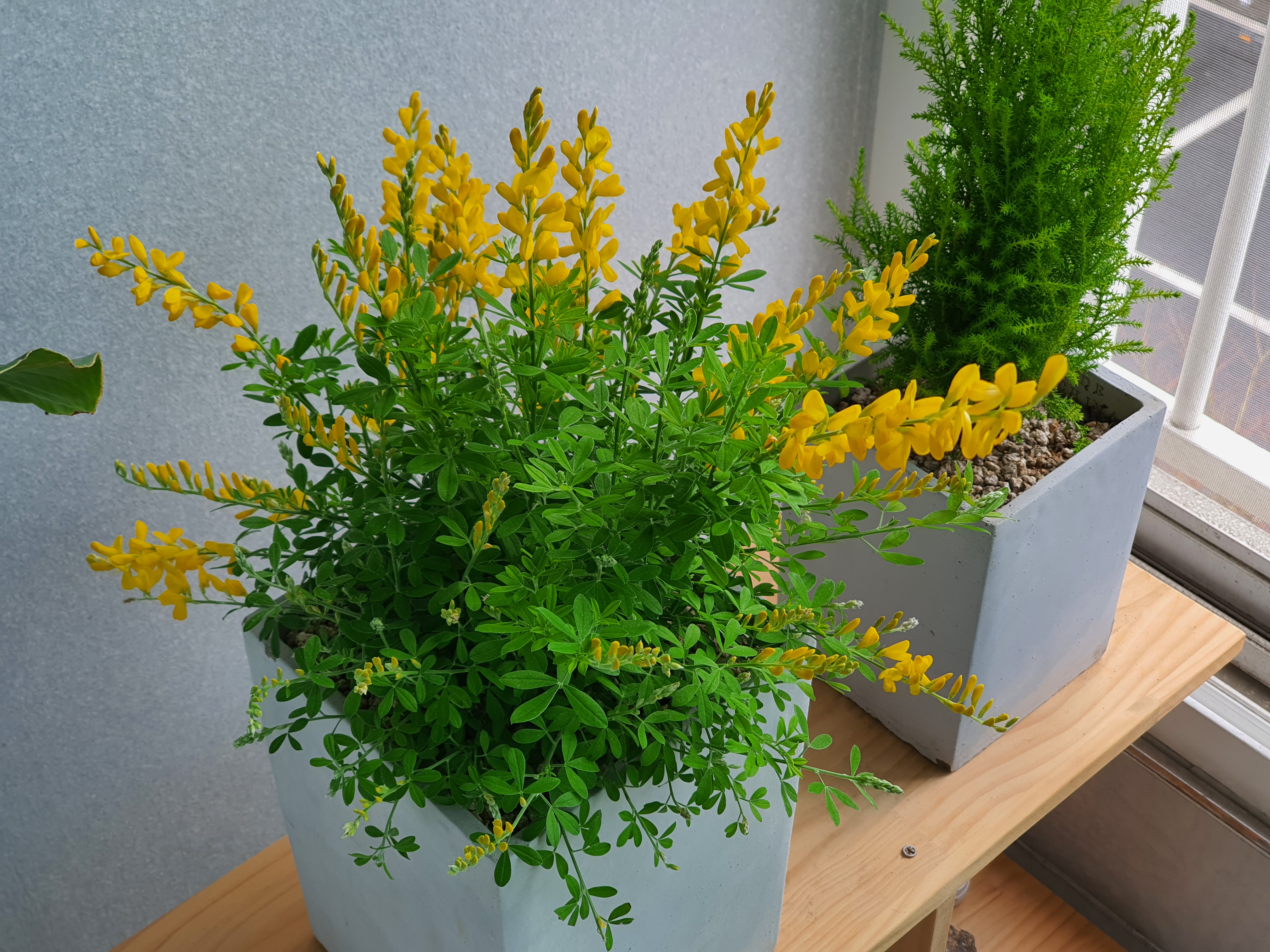 애니시다-2021.03.20.