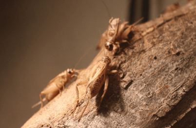 귀뚜라미 퇴치법