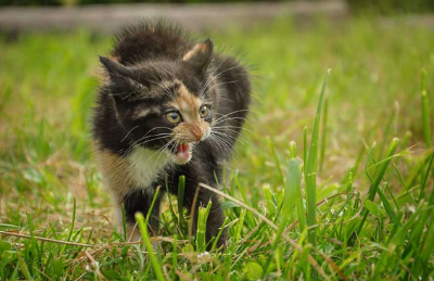 고양이 거세의 장점을 보여주는 이미지