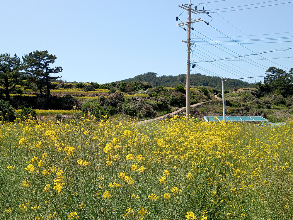 올레길 19코스: 조천만세동산에서 김녕서포구까지