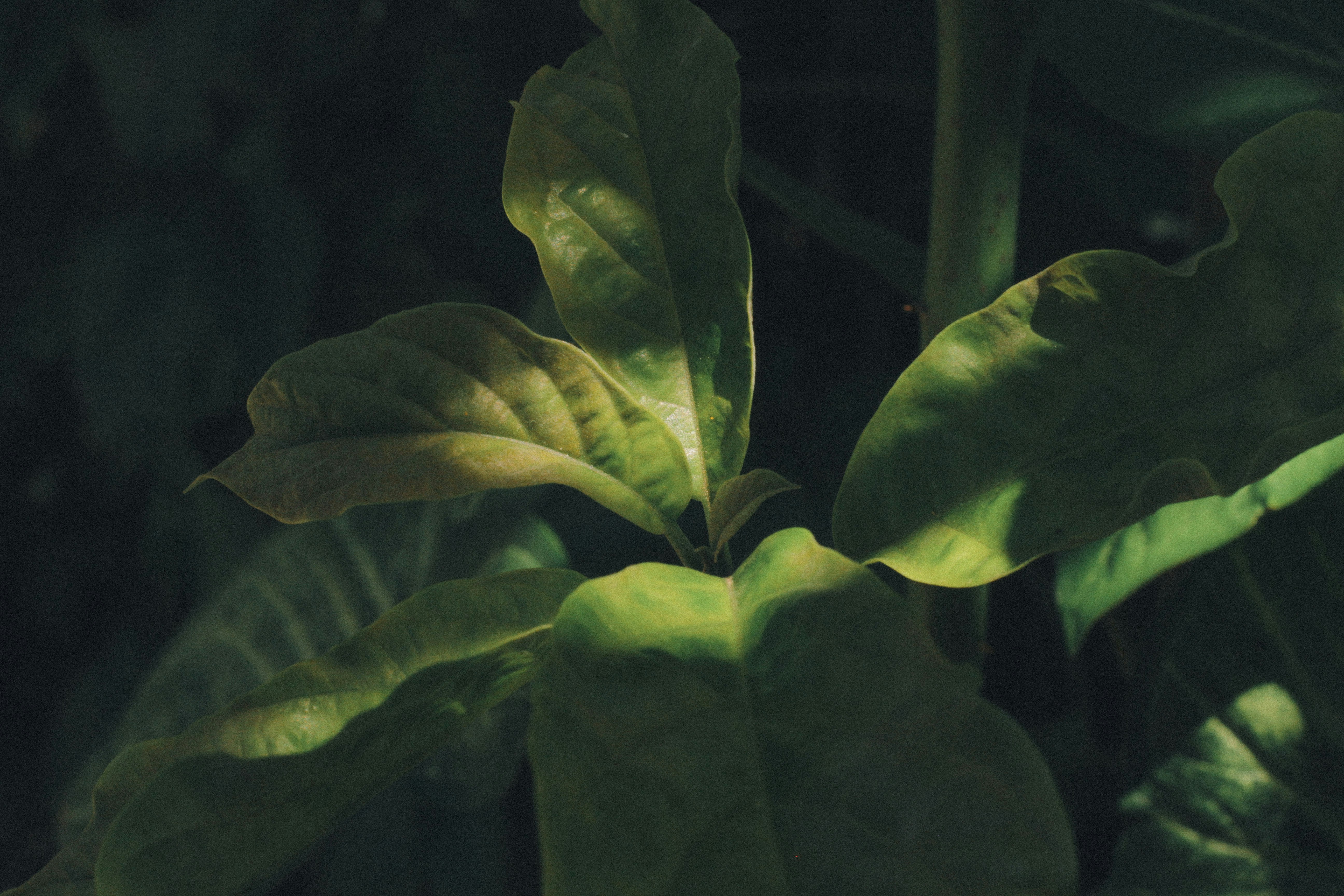 스킨답서스 효능