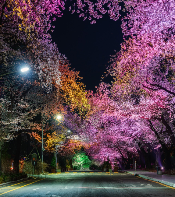렛츠런파크 서울 벚꽃축제 벚꽃야경