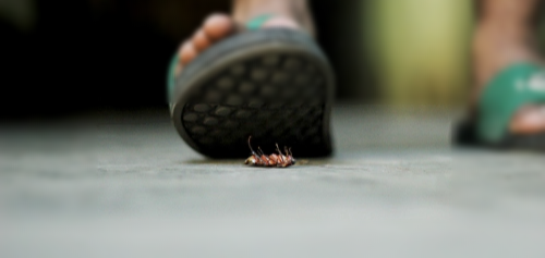 집에 바퀴벌레 있는지 없는지 확인하는 방법 (바퀴벌레 종류)