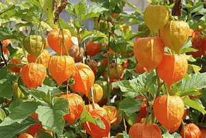 골든베리의 효능03