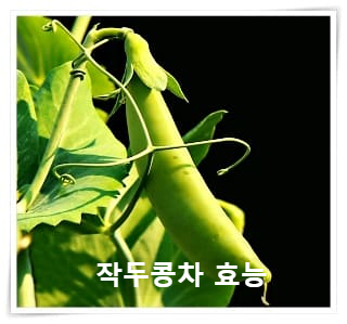 작두콩차 11