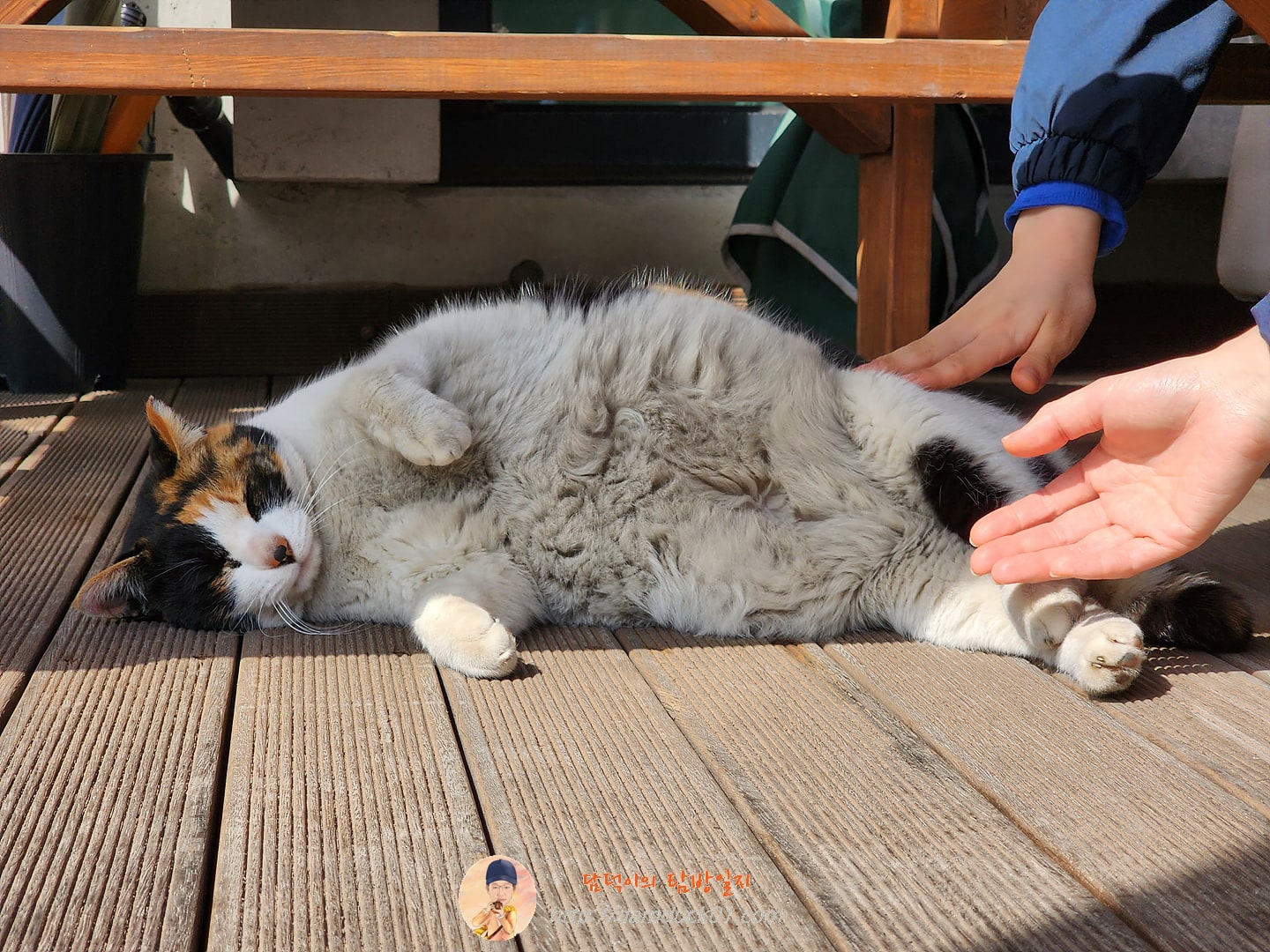 백운애꽃 고양이