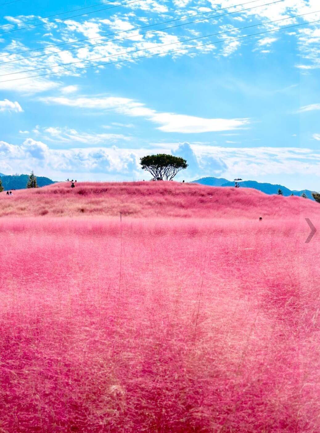 합천 핑크뮬리 축제