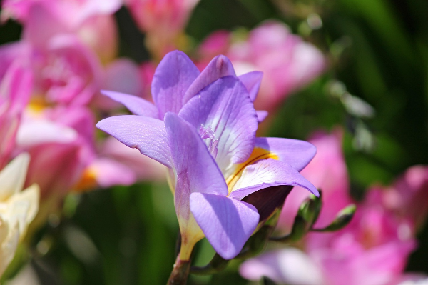 힐링 꽃 관련 사진