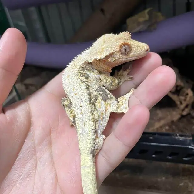 도마뱀 키우기 크래스티드 개코