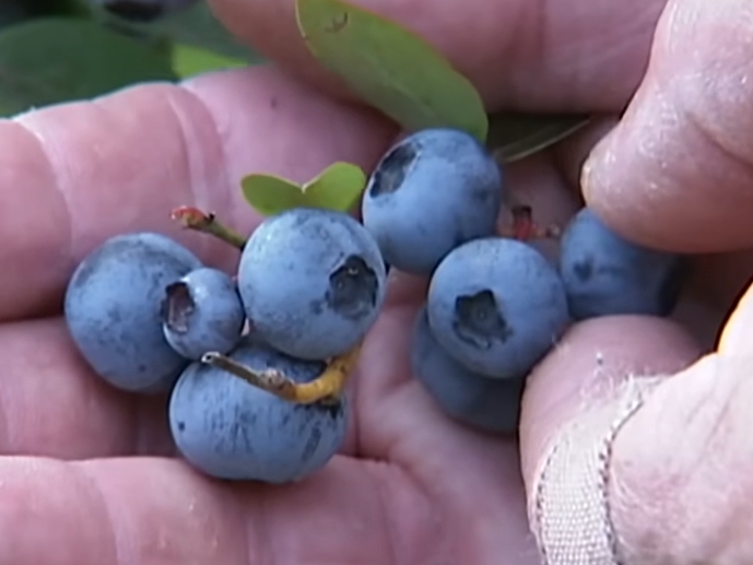 블루베리 효능 부작용