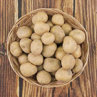 감자 심는 시기 재배 방법_12