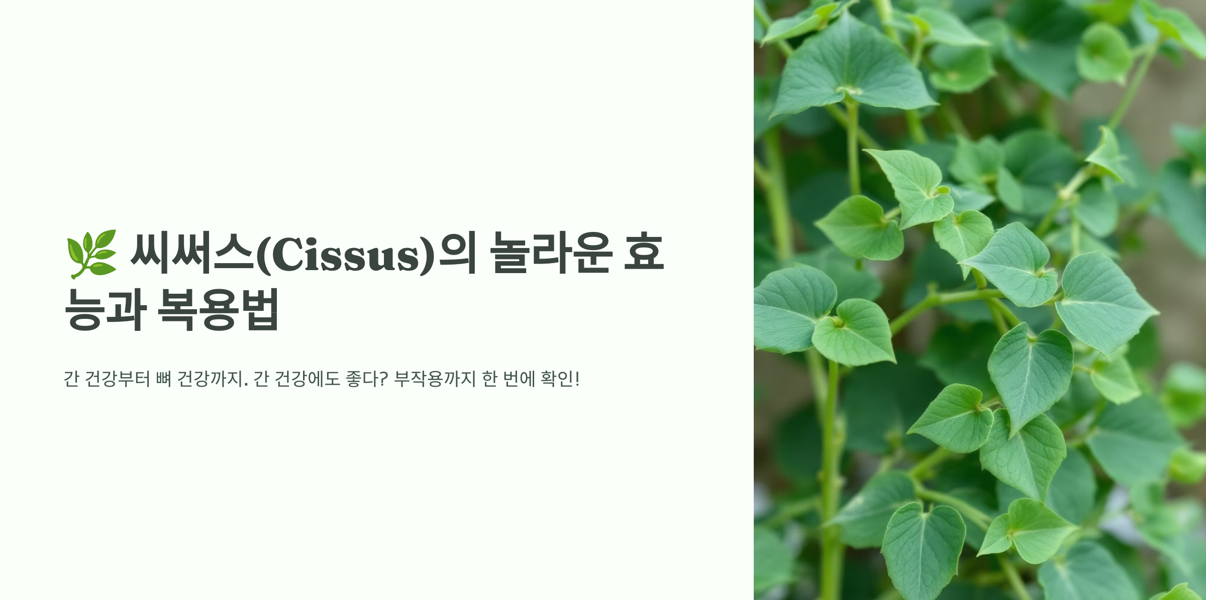 씨써스의 놀라운 효능과 복용법의 타이틀을 담고 있는 이미지