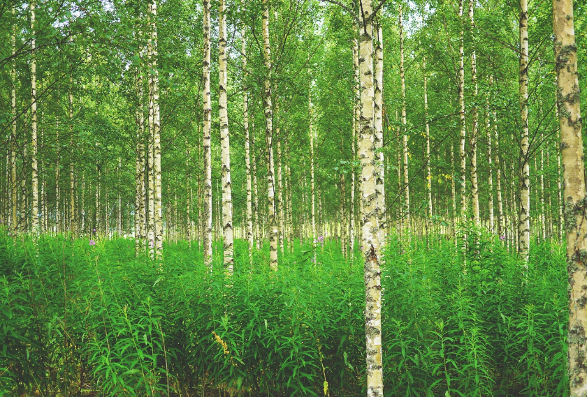 원대리 자작나무 숲 사진