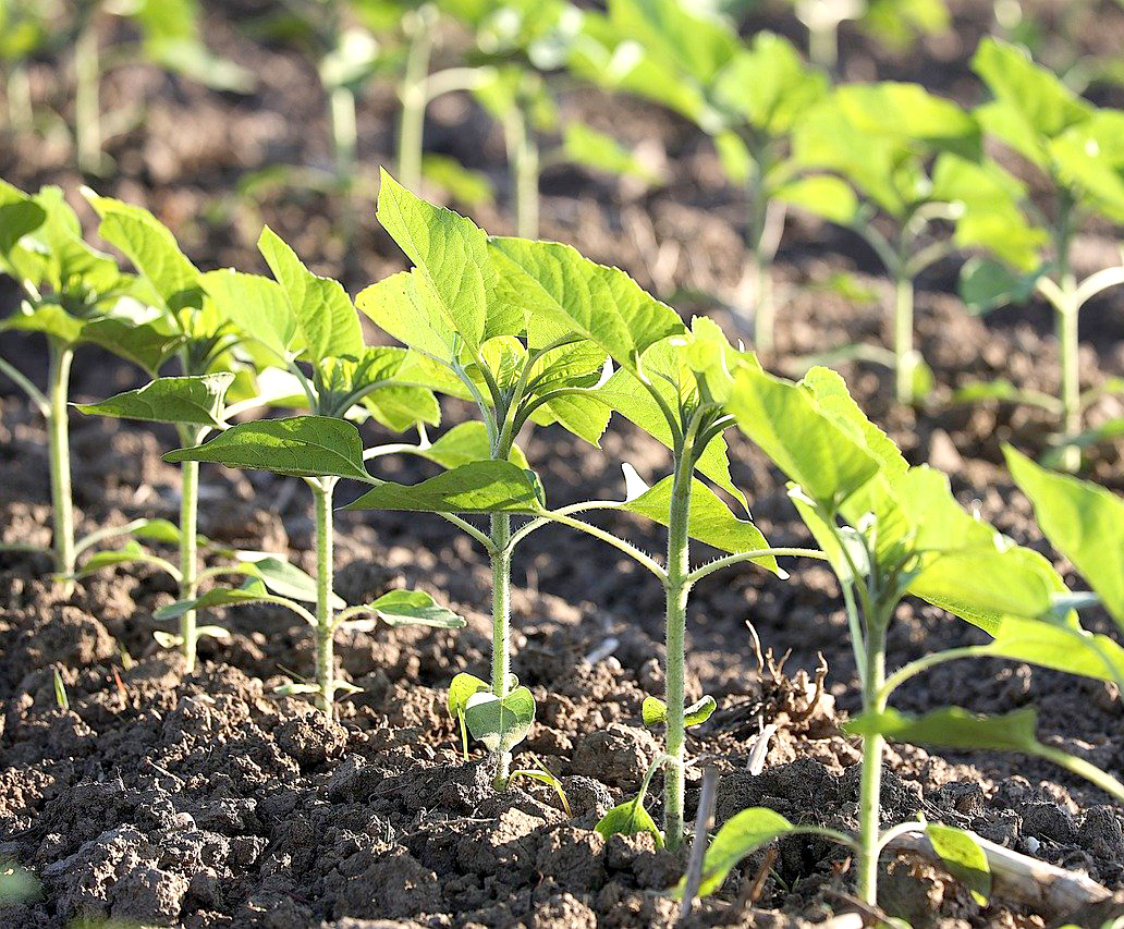 농업경영체 등록확인서 발급