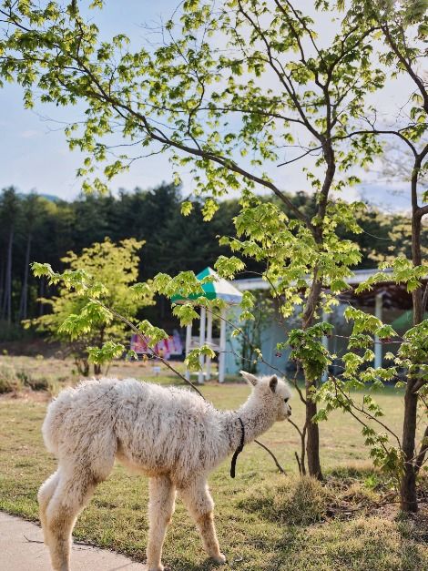 가평 양떼목장 유채꽃 축제