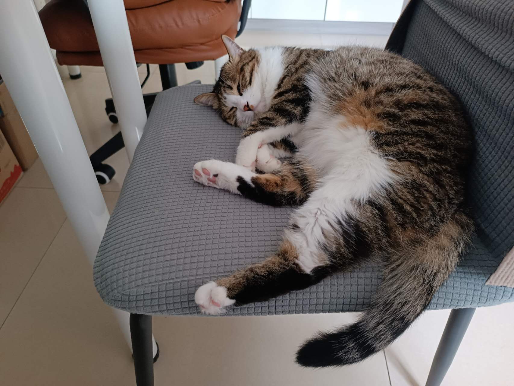 고양이 숙면