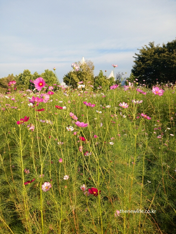 구리 한강시민공원에서 촬영한 분홍색과 흰색 일반 코스모스 꽃
