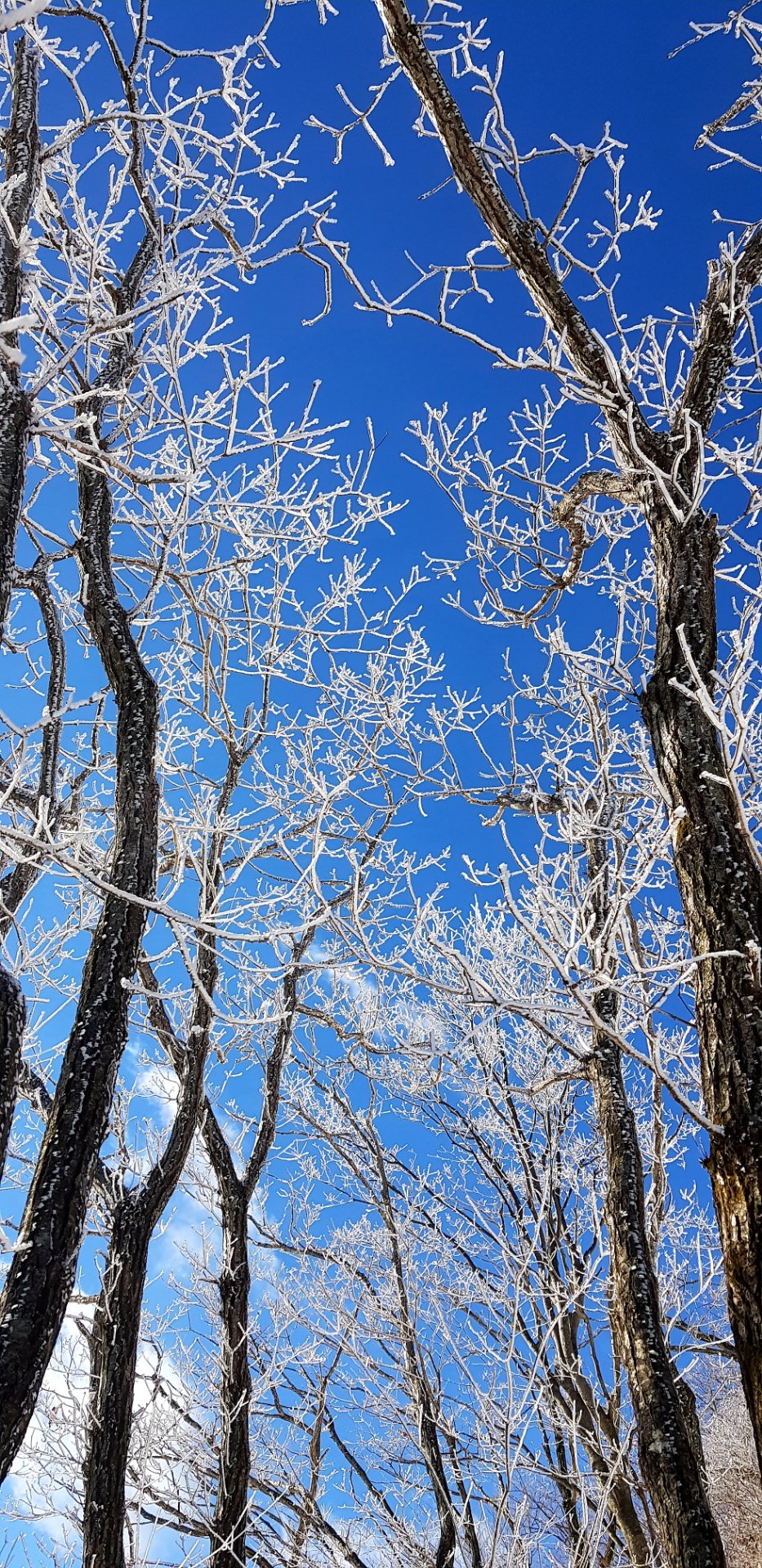 울산 가지산10 설경과 상고대
