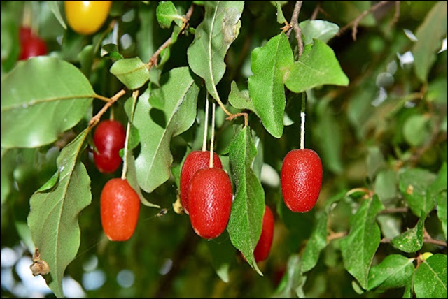 보리수 열매 효능 11가지