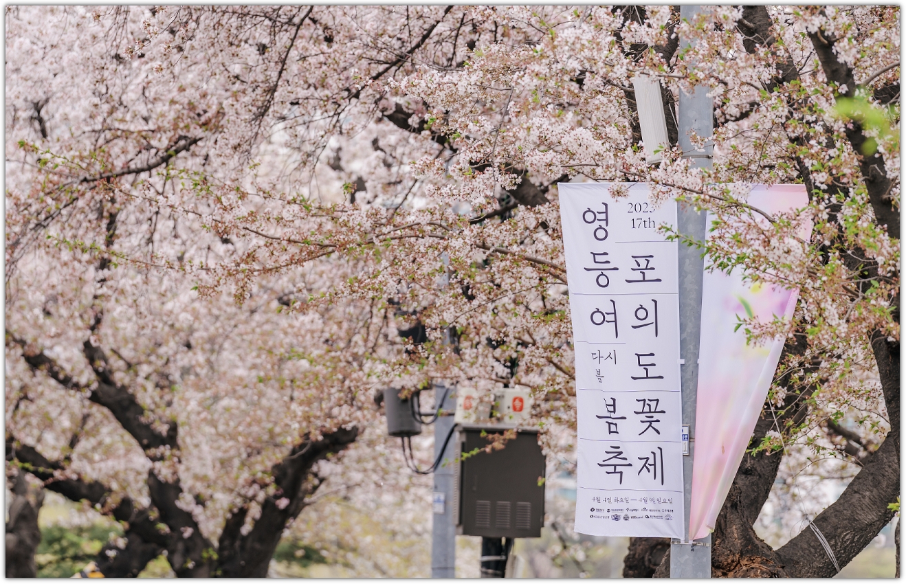 서울 여의도 벚꽃 축제