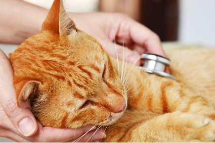 몸이 안 좋아 보이는 고양이.