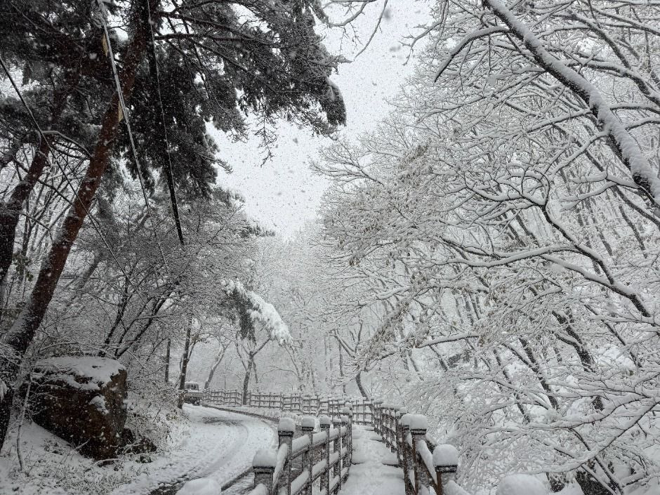 안양&middot;군포 반려견 산책 어디가 좋을까? 겨울에도 걷기 좋은 명소 추천